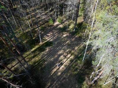 Muotokuvassa metsäntutkimuksen analyytikko, runkojen muodostamien varjojen keskellä.